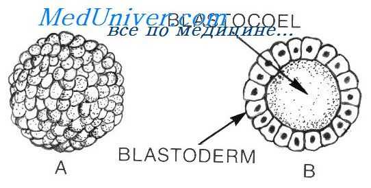 бластогенез ланцетника