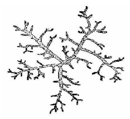 Структура мицелия плесеней.