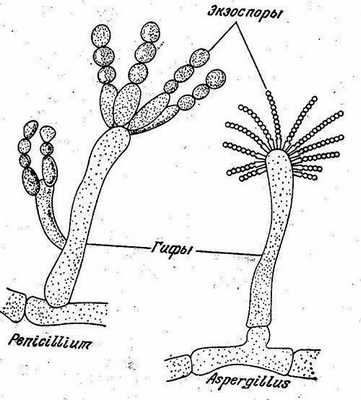 Гифы Aspergillus и Penicillium двух промышленно важных плесеней
