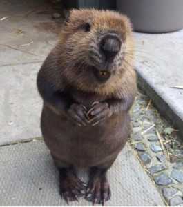 хитрый бобер и его афродизиаки