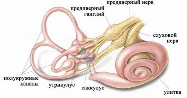 Строение лабиринта