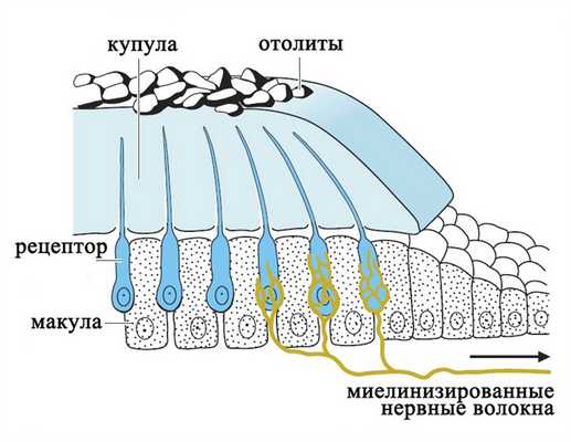 Отолитовый аппарат
