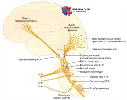 Движения глаз. Фиксационные движения глаз