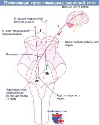 Проводящие пути саккадных движений глаз