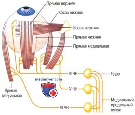Движения глаз. Фиксационные движения глаз