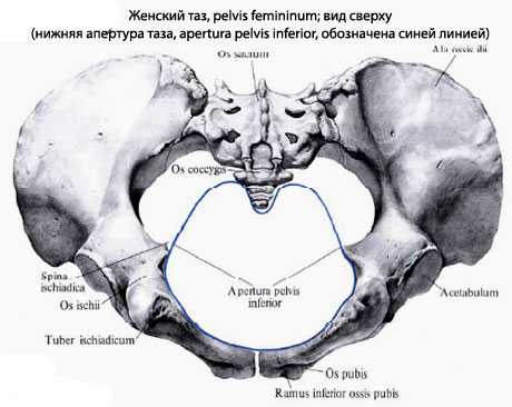 Женский таз