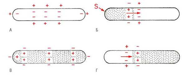 Процессы деполяризации и реполяризации