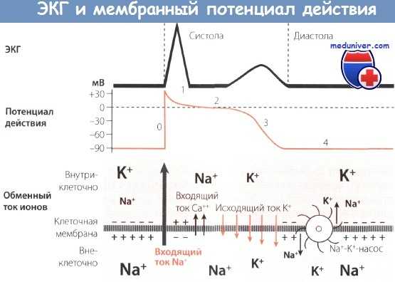ЭКГ и мембранный потенциал действия