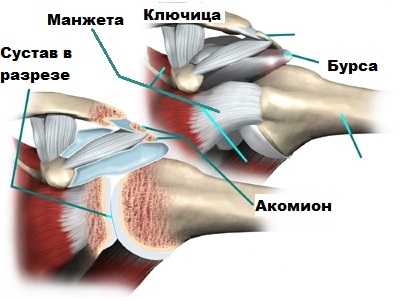 Бурса, ключица