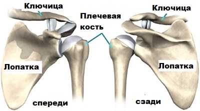 Общий вид плечевой кости
