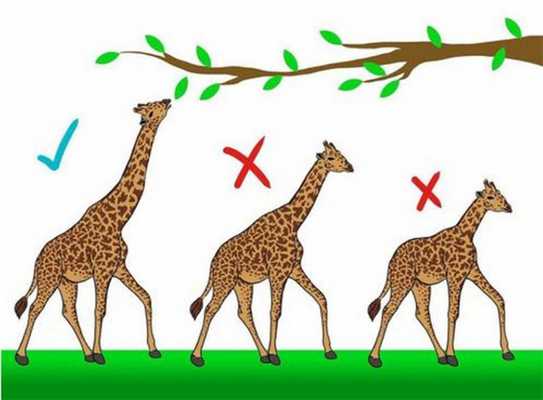 Формы естественного отбора