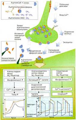 Ацетилхолин: высвобождение, действие, инактивация