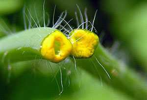 чистотел при кондиломах