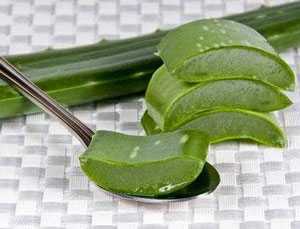 растение алое