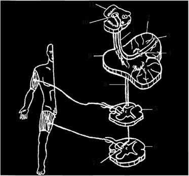 Красноядерно-спинномозговой путь