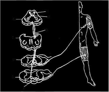 Крыше-спинномозговой путь