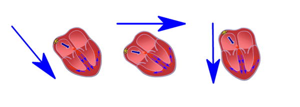 Электрическая ось сердца в норме