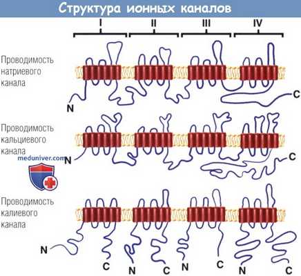Структура ионных каналов