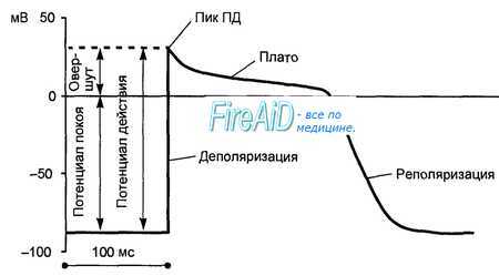 Фазы потенциала действия миокарда
