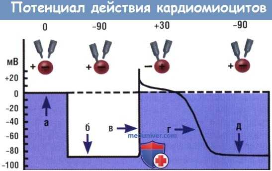 Потенциал действия кардиомиоцитов
