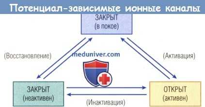Потенциал-зависимые ионные каналы