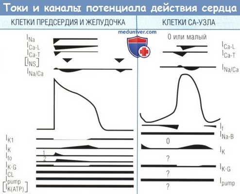 Токи и каналы потенциала действия сердца