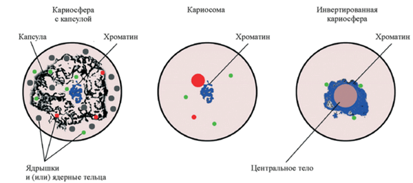 Основные типы кариосфер