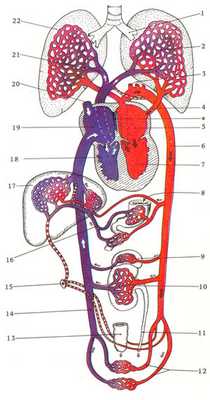Рис.17.1 Схема постнатального кровообращения.