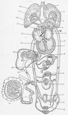 Рис.17.35. Схема кровообращения плода при рождении