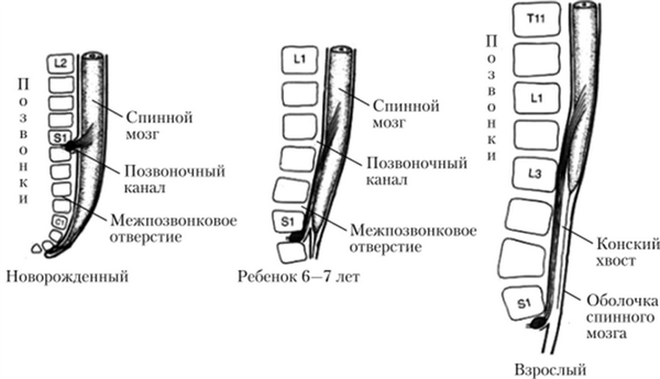 Развитие спинного мозга человека в раннем онтогенезе. Положение спинного мозга в позвоночном канале (вид сбоку)