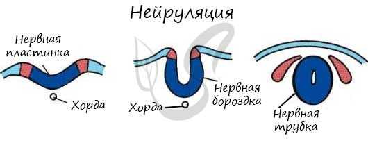 Нейруляция