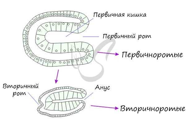 Первичноротые и вторичноротые