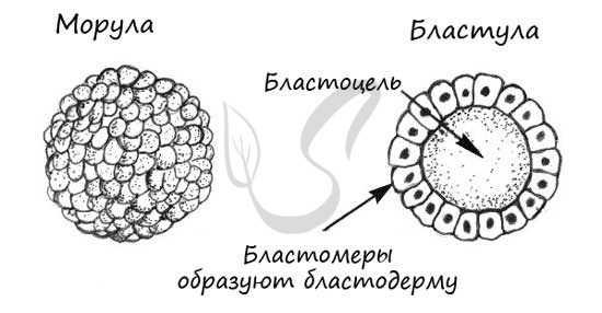 Бластула и морула