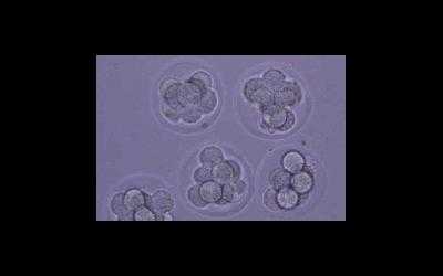 Развитие клеток при оплодотворении