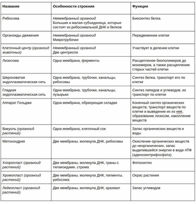 Функции эндоплазматической сети