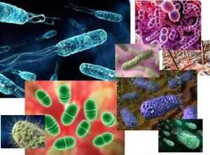 Разнообразие микрорганизмов