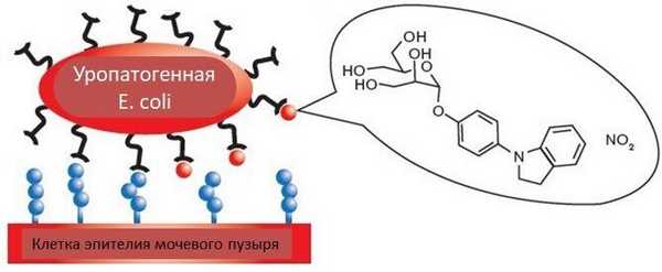 Ингибиторы адгезии (красные точки) связываются пилями бактерий, препятствуя их соединению с рецепторами клеток организма-хозяина