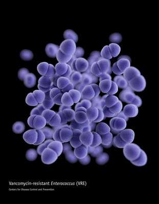 Enterococcus, резистентный к ванкомицину
