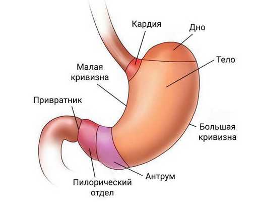 Все отделы желудка