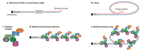 Принцип действия ALT