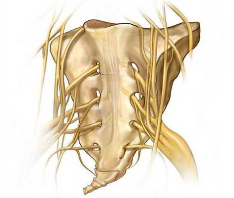 Иннервация копчико-крестцовой области