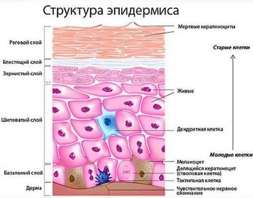Эпидермис