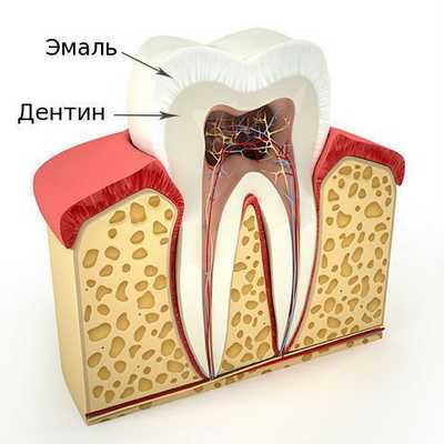 Строение зуба