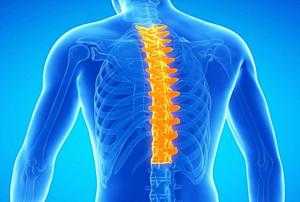 Грудной отдел позвоночника, кости ребер и грудины