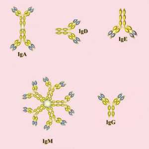 Типы иммуноглобулинов