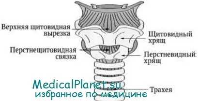 коникотомия - крикотиреоидотомия