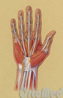 сухожилия на ладони