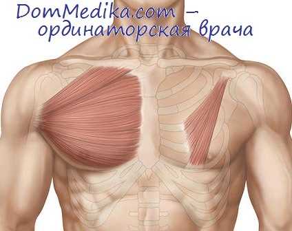 грудная клетка