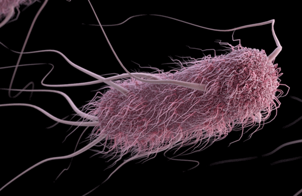 Кишечная палочка