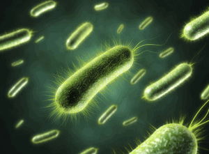 факультативные анаэробные бактерии